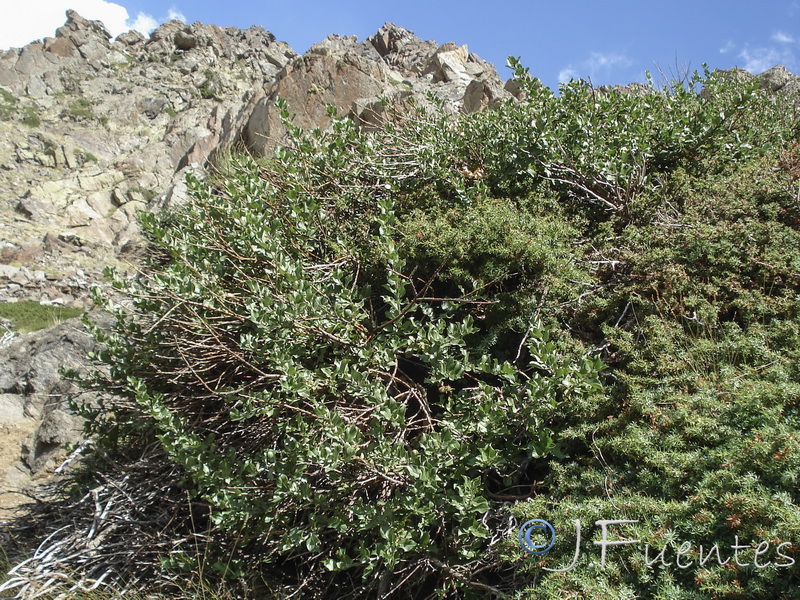 Salix hastata sierrae nevadae..03