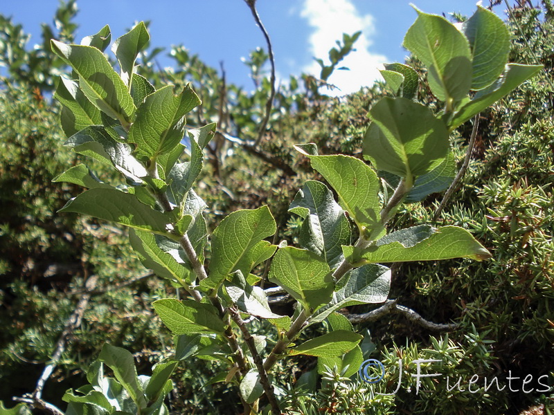 Salix hastata sierrae nevadae..04