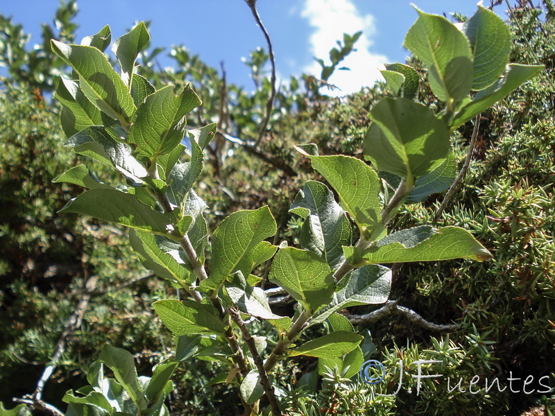 Salix hastata sierrae nevadae..04