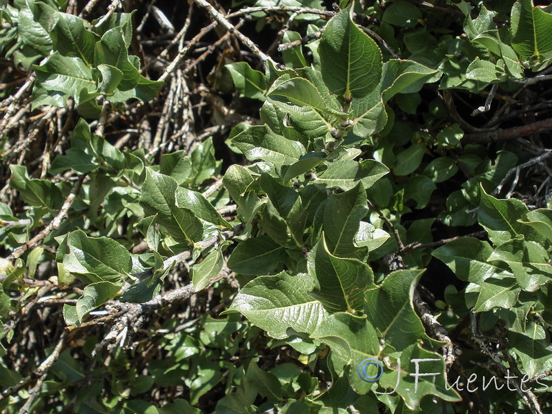 Salix hastata sierrae nevadae..05