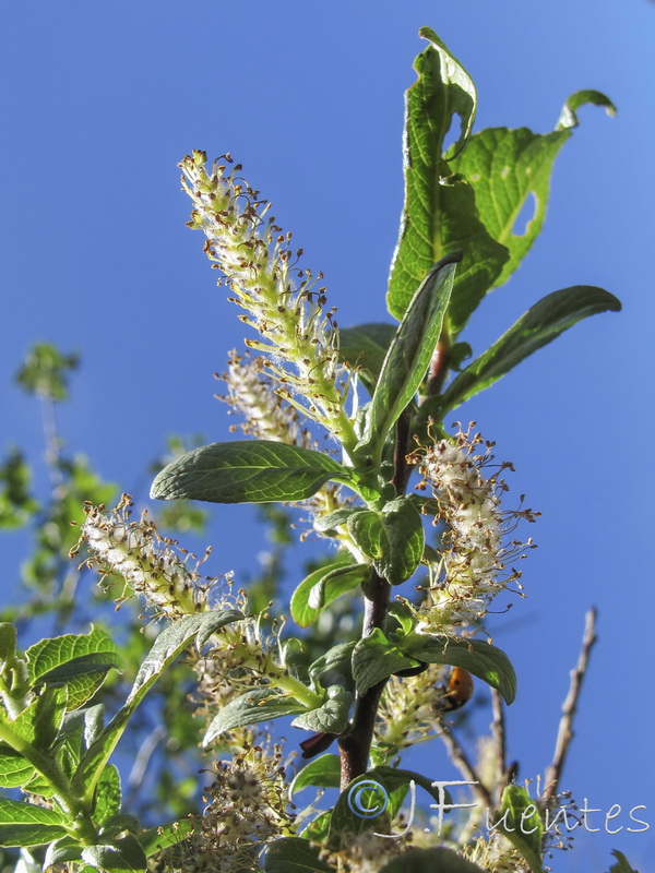 Salix hastata sierrae nevadae..07