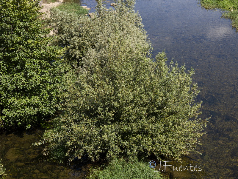 Salix alba01