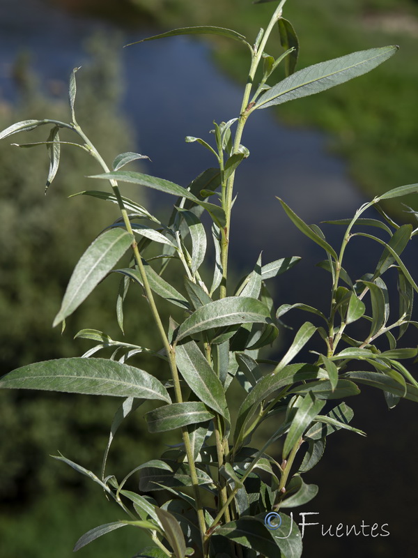 Salix alba02