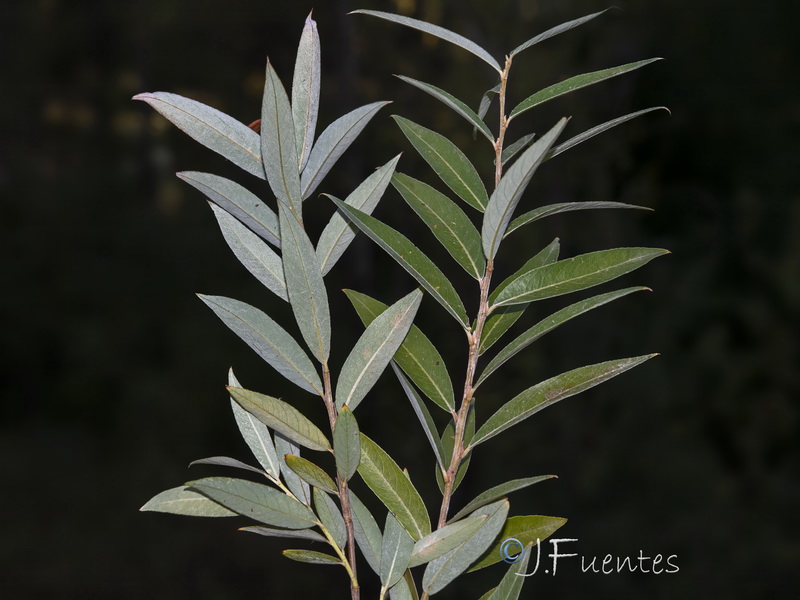 Salix alba03