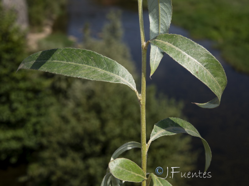 Salix alba04
