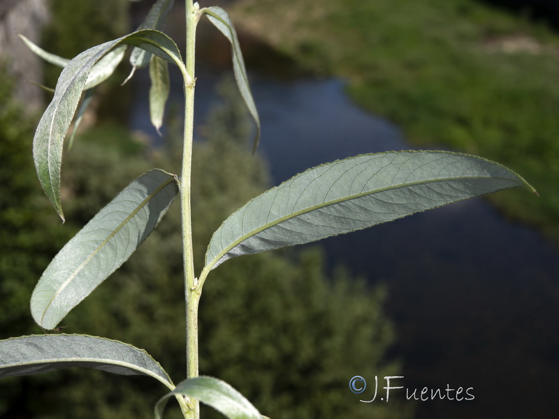 Salix alba05