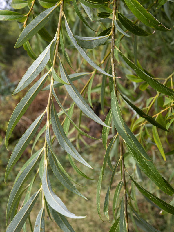 Salix fragilis.01