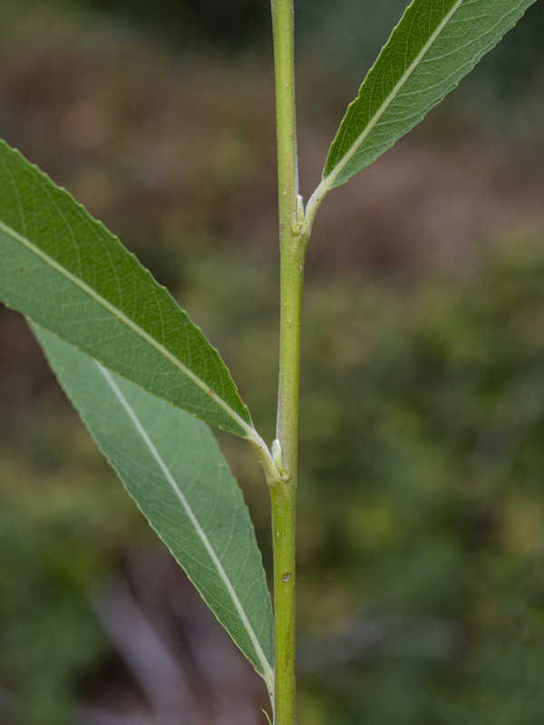 Salix alba.02