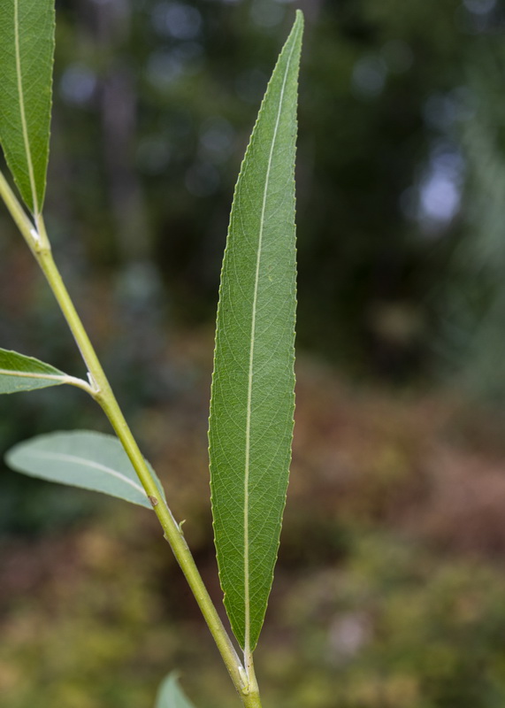 Salix fragilis.03
