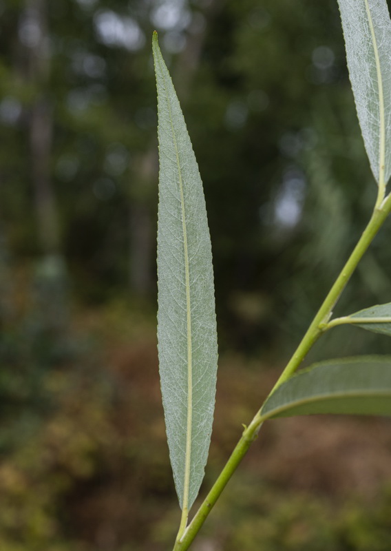 Salix fragilis.04