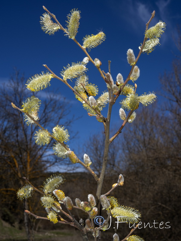 Salix atrocinerea.02