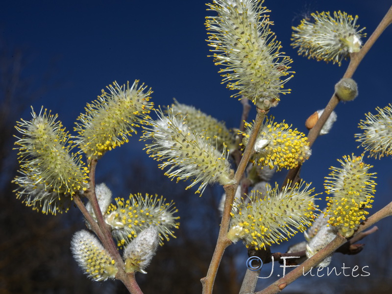 Salix atrocinerea.03