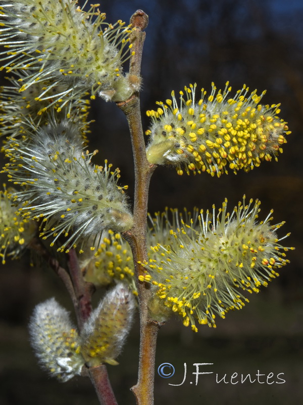 Salix atrocinerea.04