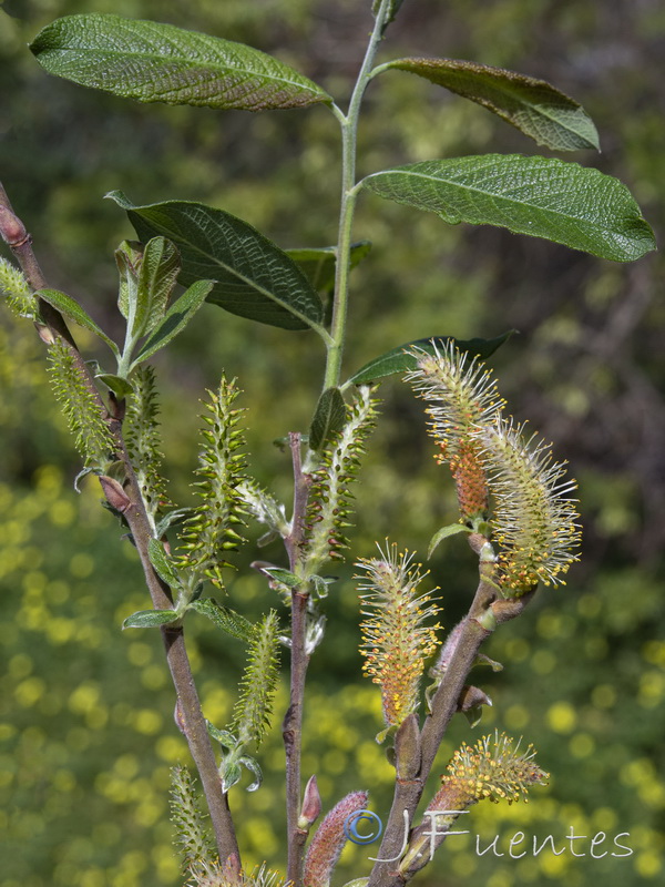 Salix atrocinerea.10