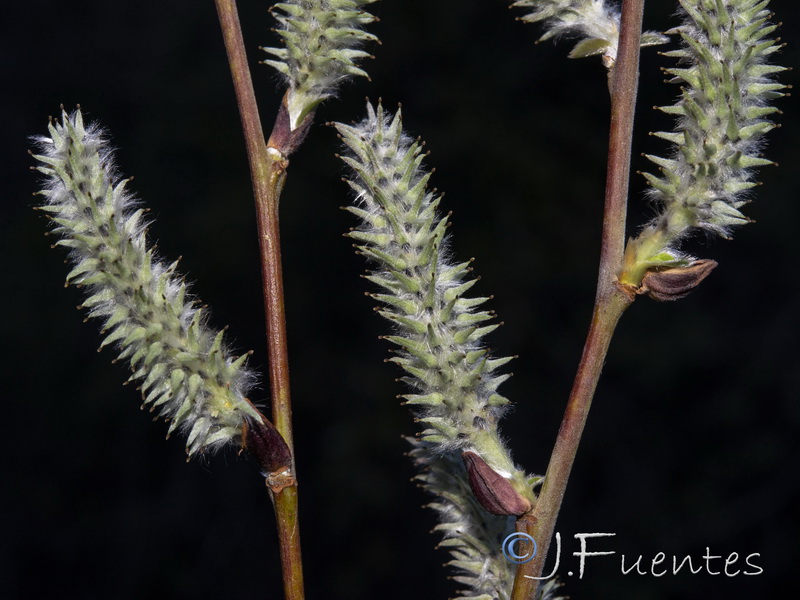 Salix atrocinerea.07