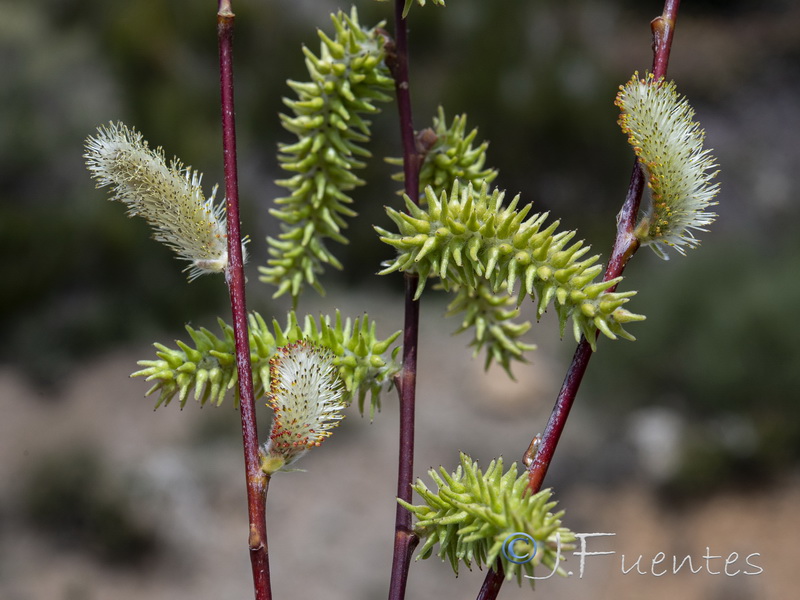 Salix atrocinerea.14