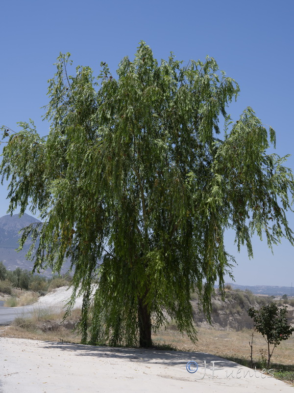 Salix babylonica.08