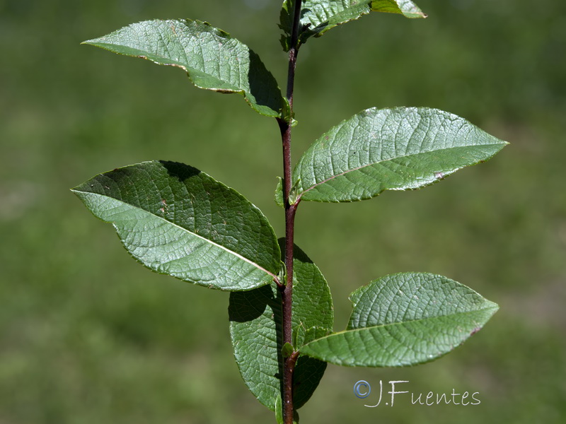 Salix hastata hastata.14