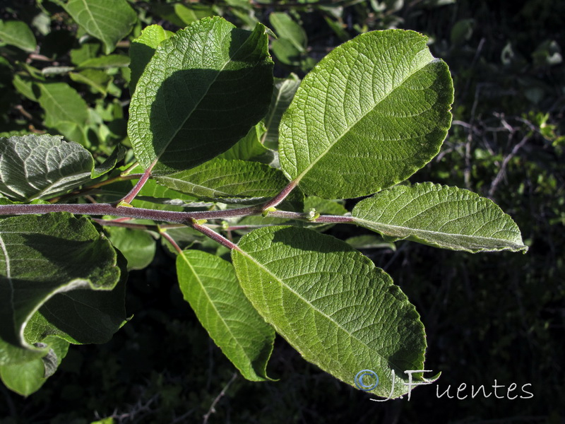 Salix caprea.02