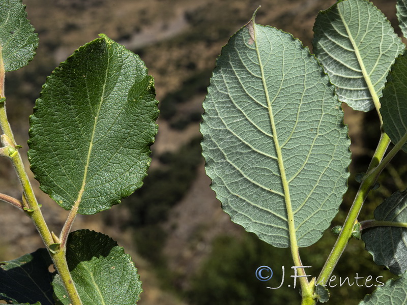 Salix caprea.05