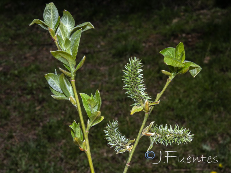 Salix caprea.06
