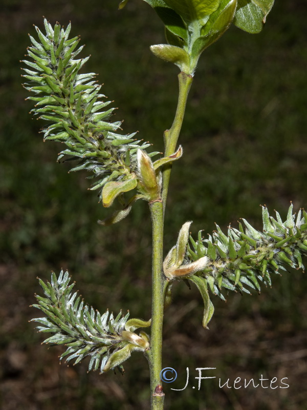 Salix caprea.07