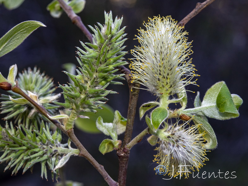 Salix caprea.14