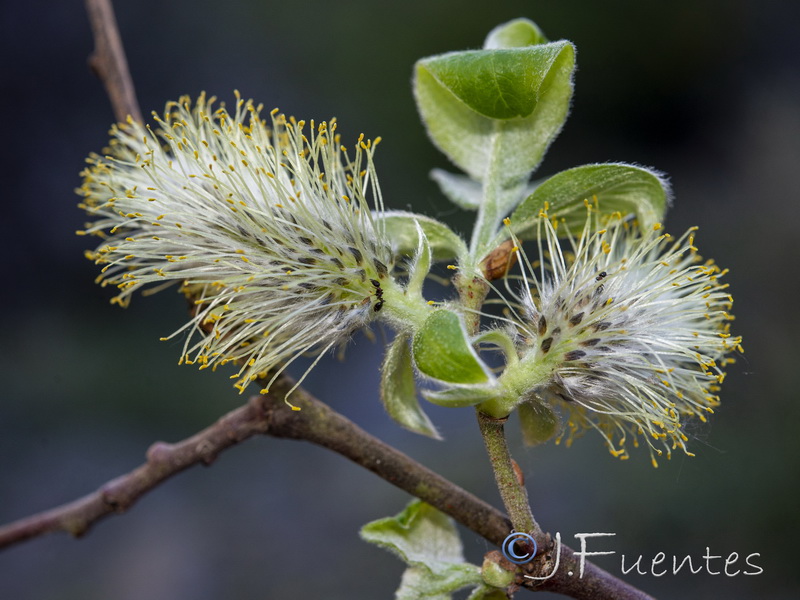 Salix caprea.15