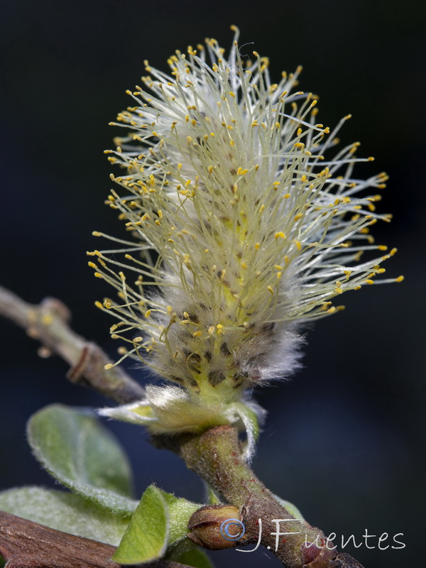 Salix caprea.16