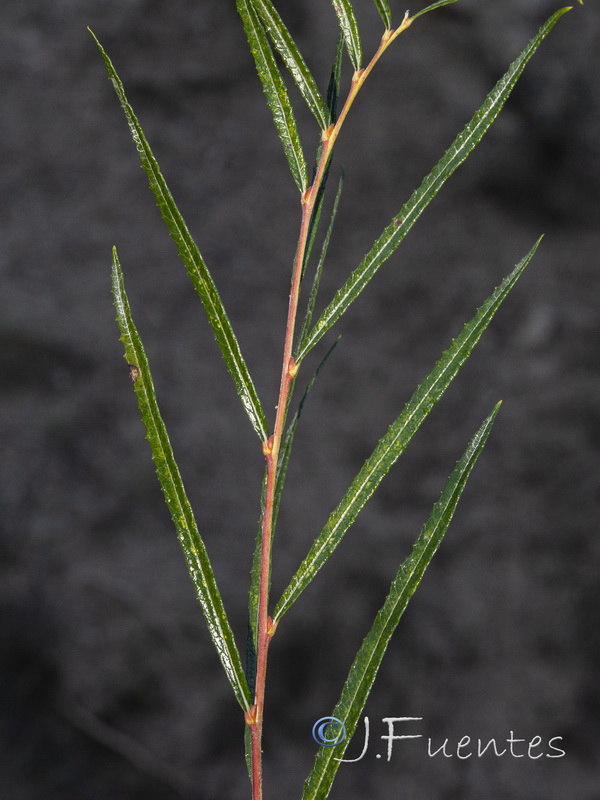 Salix eleagnos angustifolia.02