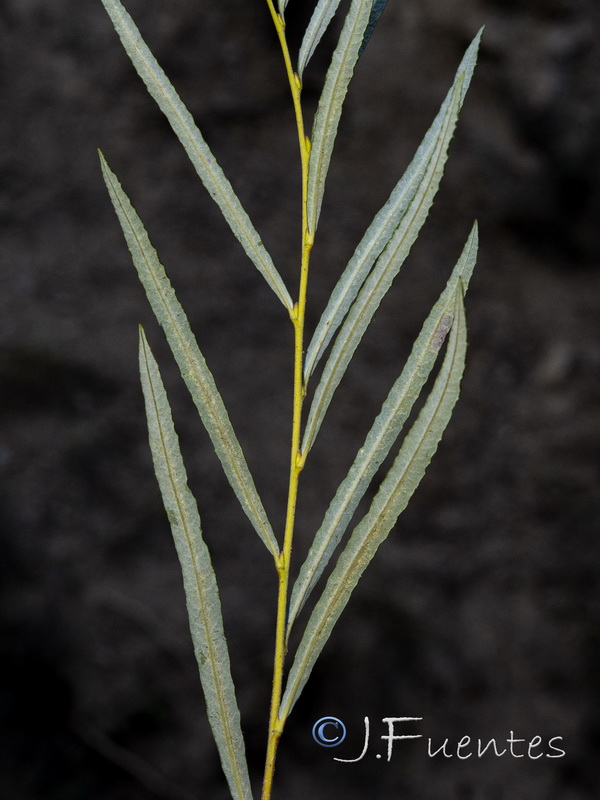 Salix eleagnos angustifolia.03