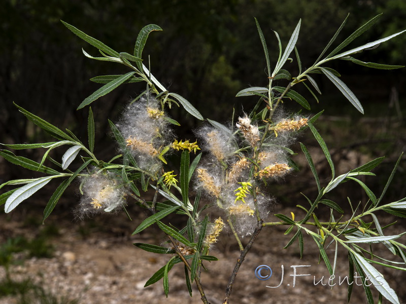 Salix eleagnos angustifolia.04