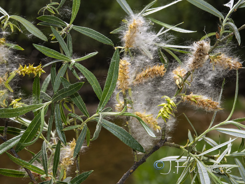 Salix eleagnos angustifolia.05