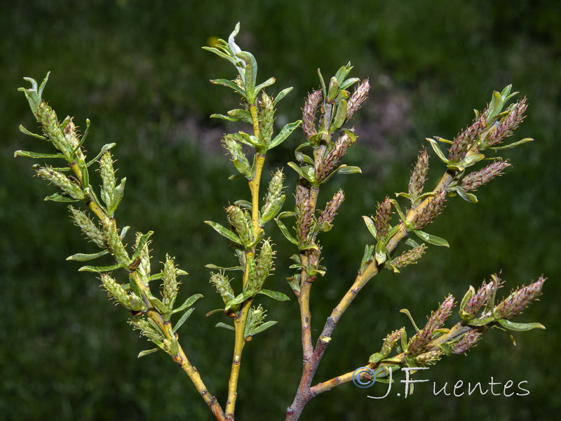 Salix eleagnos angustifolia.06