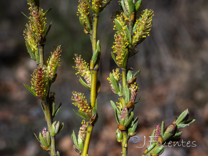 Salix eleagnos angustifolia.07