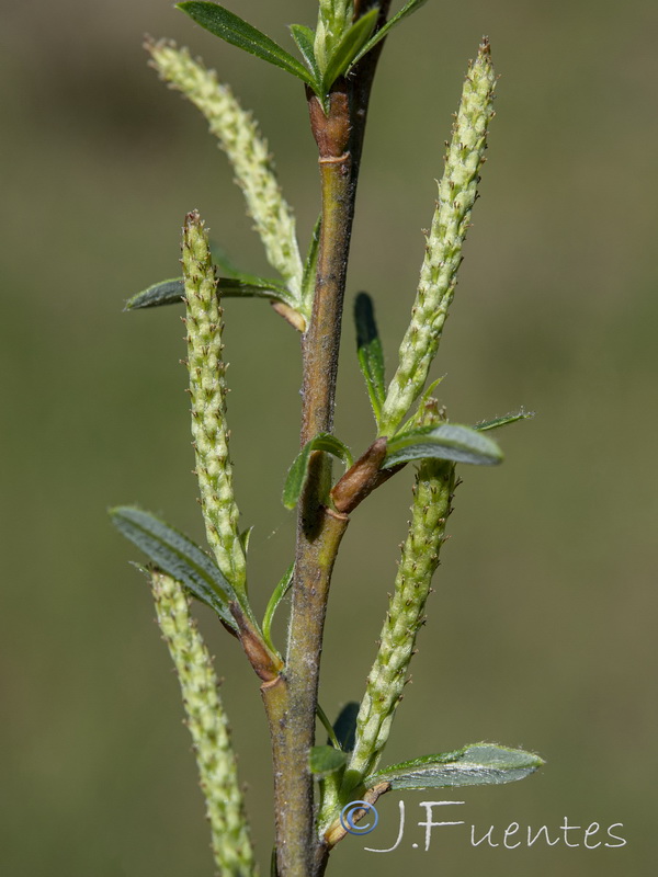 Salix eleagnos angustifolia.10