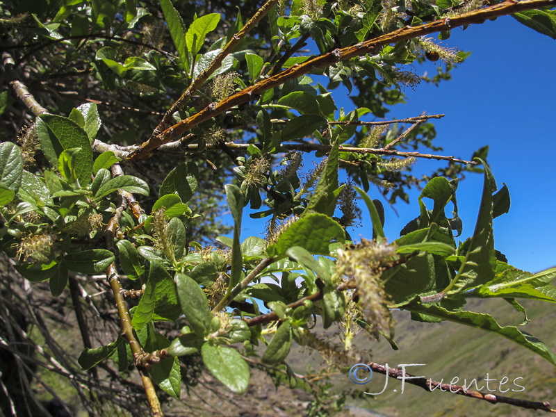 Salix hastata hastata.05