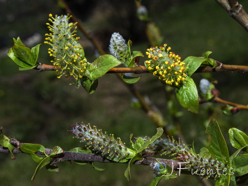 Salix hastata hastata.08