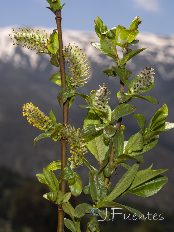 Salix hastata hastata.10