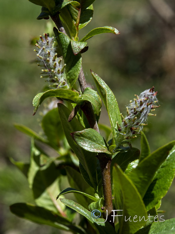 Salix hastata hastata.11