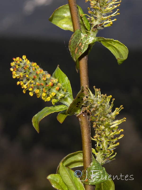 Salix hastata hastata.13