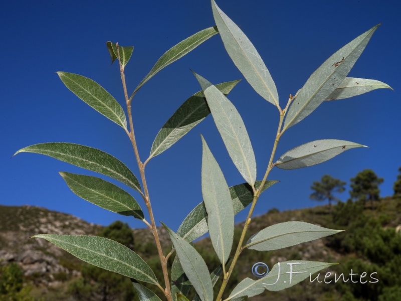 Salix neotricha.01