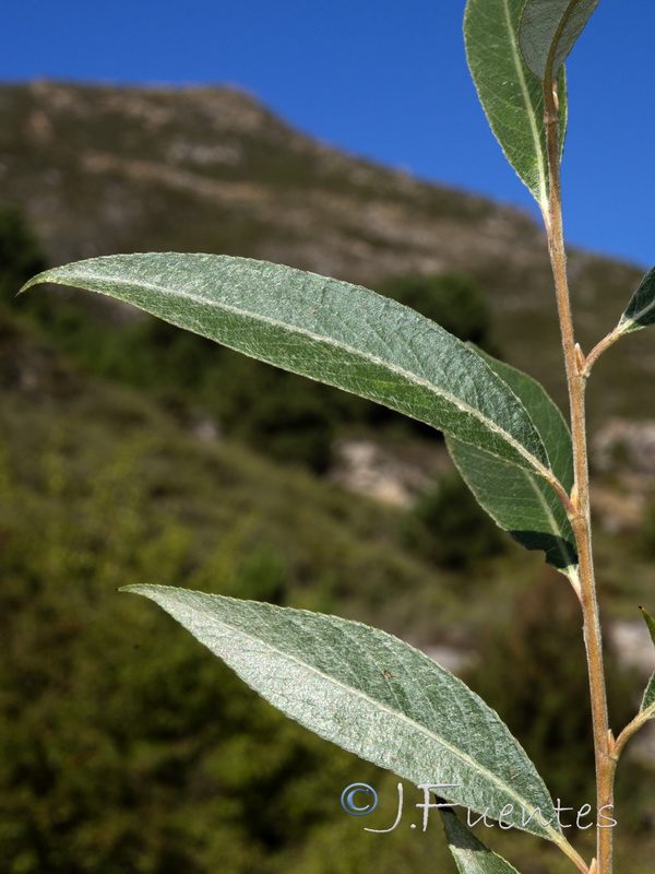 Salix neotricha.02