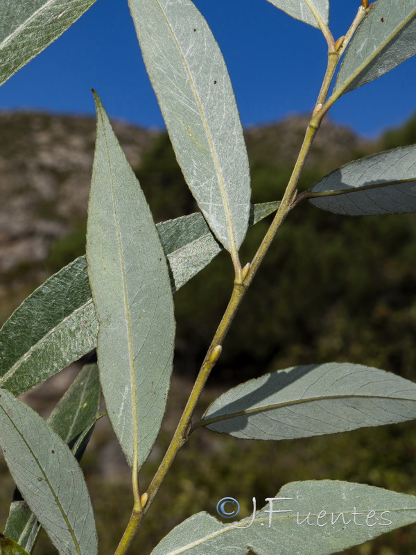 Salix neotricha.03