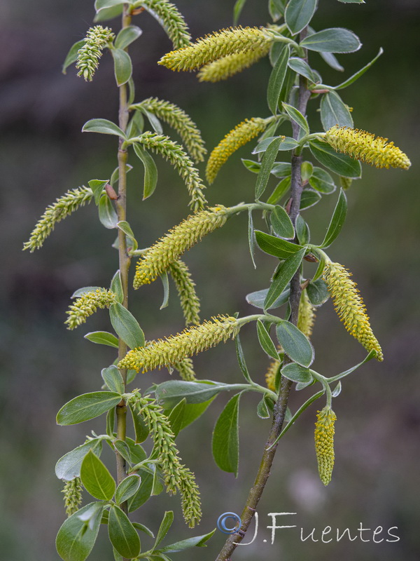 Salix neotricha.04