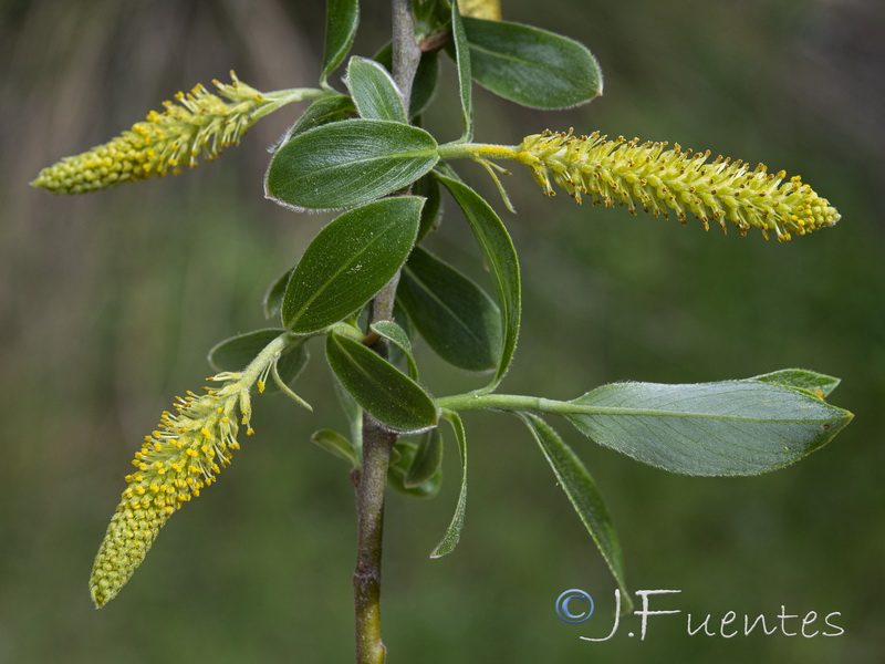 Salix neotricha.06