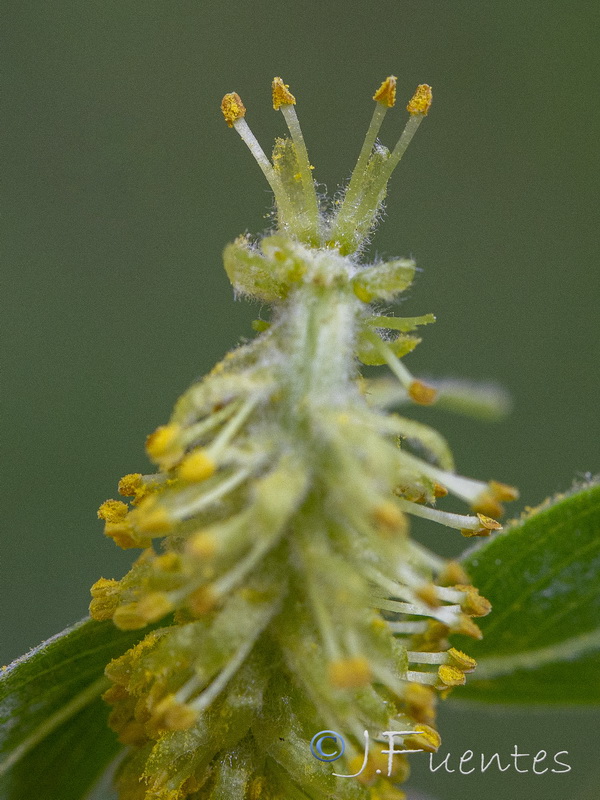 Salix neotricha.07