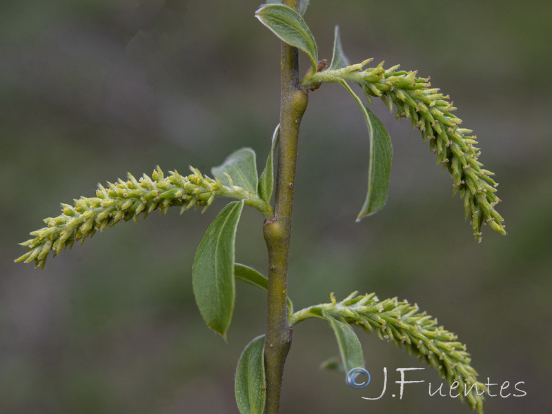 Salix neotricha.08