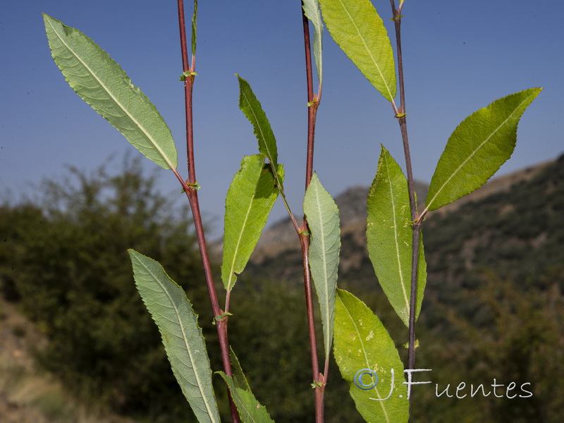 Salix pedicellata.02