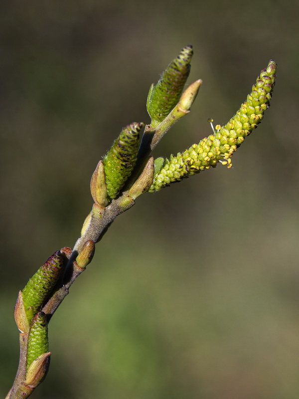 Salix pedicellata.07